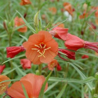 Oenothera versicolor 'Sunset Boulevard'