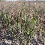 Panicum virgatum 'Farbende Auslese'  - Panicum virgatum 'Farbende Auslese'