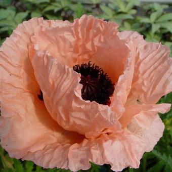 Papaver orientale 'Helen Elisabeth'