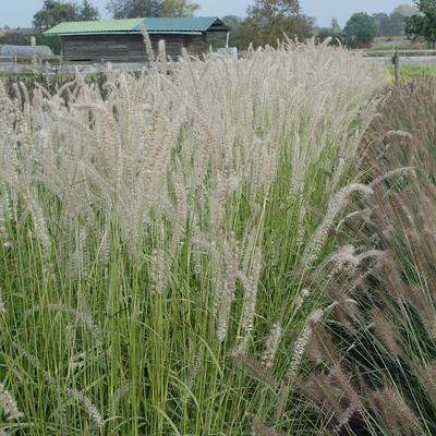 Pennisetum orientale 'Tall Tails' - Pennisetum orientale 'Tall Tails'