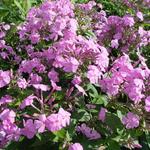 Phlox amplifolia - 