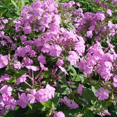 Phlox amplifolia - Phlox amplifolia