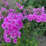 Phlox amplifolia 'Pink Painting'