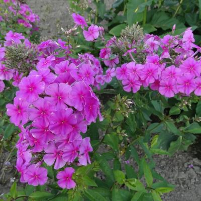 Phlox amplifolia 'Pink Painting' - Phlox amplifolia 'Pink Painting'