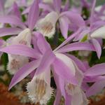 Pleione formosana - 