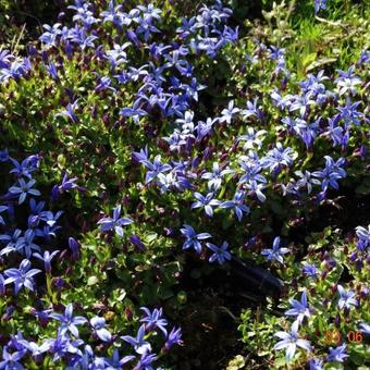 Pratia pedunculata 'County Park'