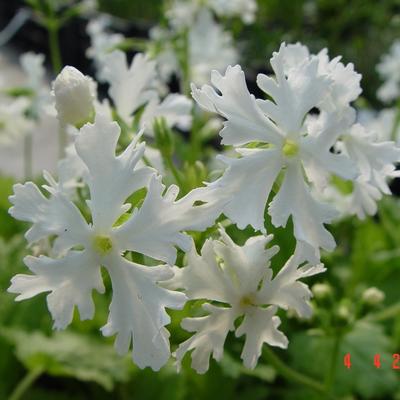 Primula sieboldii 'Queen of Whites' - Primula sieboldii 'Queen of Whites'