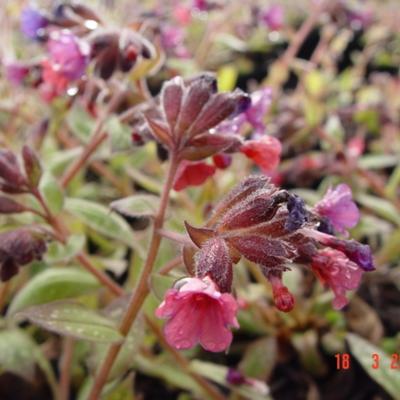 Pulmonaria saccharata 'Leopard' - Pulmonaria saccharata 'Leopard'