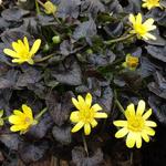 Ficaria verna 'Brazen Hussy' - Ficaria verna 'Brazen Hussy' - 