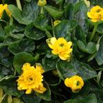 Ficaria verna 'Flore-pleno' - Ficaria verna 'Flore-pleno' - 