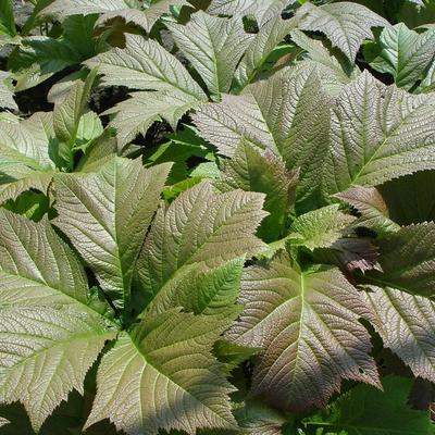 Rodgersia podophylla 'Braunlaub' - Rodgersia podophylla 'Braunlaub'