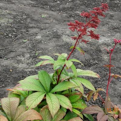 Rodgersia pinnata 'Buckland Beauty' - 