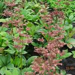 Rodgersia pinnata 'Die Anmütige' - 