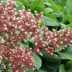 Rodgersia pinnata 'Elegans' - 