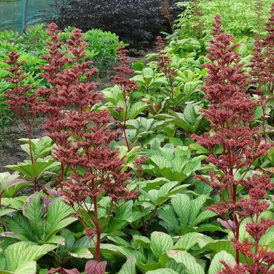 Rodgersia pinnata 'Maurice Mason' - 