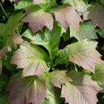 Rodgersia podophylla - Rodgersia podophylla