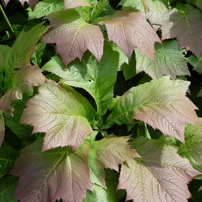 Rodgersia podophylla - 