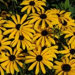 Rudbeckia missouriensis - Rudbeckia missouriensis