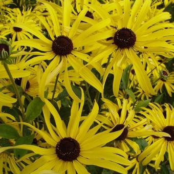 Rudbeckia subtomentosa