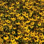 Rudbeckia triloba - Rudbeckia triloba