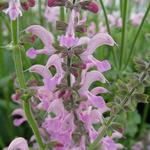 Salvia pratensis 'Eveline' - 