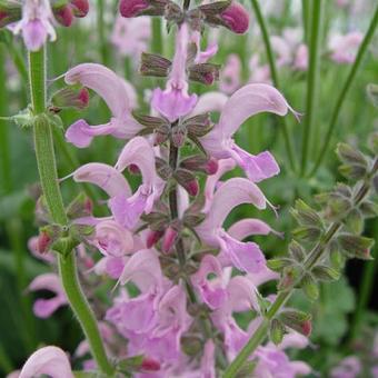 Salvia pratensis 'Eveline'