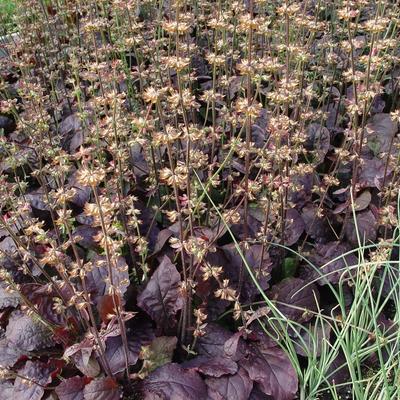 Salvia lyrata 'Purple Knockout'