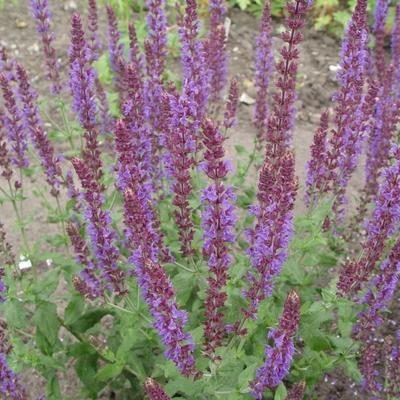 Salvia nemorosa 'Senior' - 