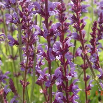 Salvia x sylvestris 'Dear Anja'