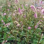 Sanguisorba hakusanensis - 