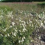 Sanguisorba tenuifolia 'Stand Up Comedian' - 