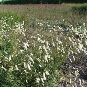 Sanguisorba tenuifolia 'Stand Up Comedian'