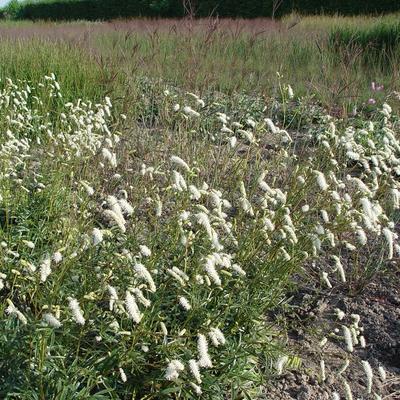 Sanguisorba tenuifolia 'Stand Up Comedian' - Sanguisorba tenuifolia 'Stand Up Comedian'