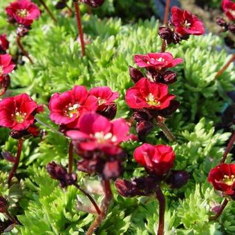 Saxifraga (Mossy Group) 'Luschtinetz'