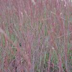 Schizachyrium scoparium 'Blue Heaven' - 