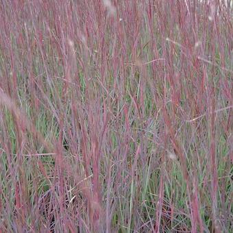 Schizachyrium scoparium 'Blue Heaven'