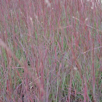 Schizachyrium scoparium 'Blue Heaven' - 