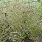 Schizachyrium scoparium 'Jan's Wildwest' - 