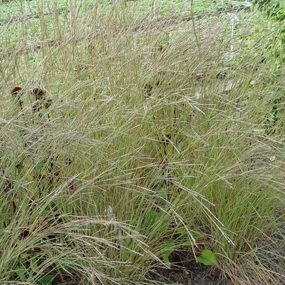 Schizachyrium scoparium 'Jan's Wildwest' - Schizachyrium scoparium 'Jan's Wildwest'