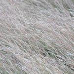 Schizachyrium scoparium 'The Blues' - 