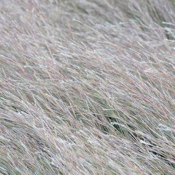 Schizachyrium scoparium 'The Blues'