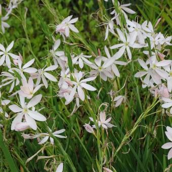 Hesperantha coccinea f. alba