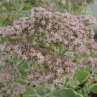 Sedum erythrostictum 'Frosty Morn'