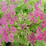 Sedum spectabile 'Neon' - 