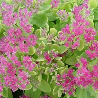 Sedum spectabile 'Neon'