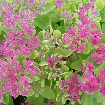 Sedum spectabile 'Neon' - 