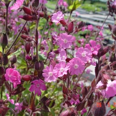 Silene dioica - Rote Lichtnelke