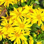 Silphium JS® 'Maya' - Silphium JS® 'Maya'