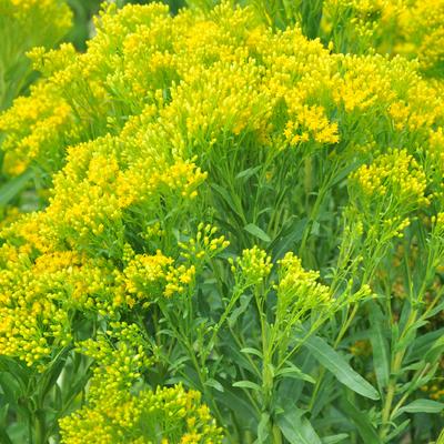 Solidago ohioensis 'Four Seasons' - 