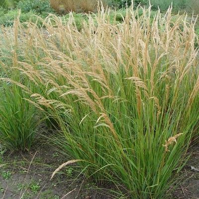 Stipa calamagrostis 'Algäu'